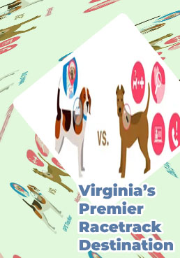Dog track casino near me